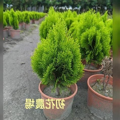 全日照植物 西曬|全日照植物種植指南：陽光下的絢爛花海 